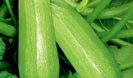 新邵吃瓜,揭秘当地特色美食背后的故事