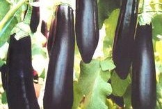 孕妇梦见吃茄瓜,孕妇茄瓜梦境解析