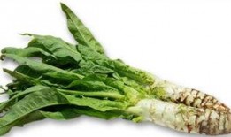 莴笋能与蒲瓜一起吃吗,莴笋与蒲瓜的搭配食用指南