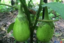 鸡吃瓜图片大全图片,萌宠美食瞬间大盘点