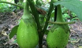 鸡吃瓜图片大全图片,萌宠美食瞬间大盘点