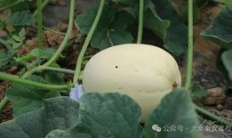 吃瓜白色,网络热词背后的文化现象