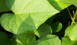 吃瓜叶子小飞虫,揭秘夏日餐桌上的神秘访客