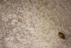 吃瓜叶子小飞虫,揭秘夏日餐桌上的神秘访客