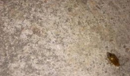 吃瓜叶子小飞虫,揭秘夏日餐桌上的神秘访客