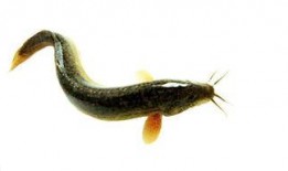 吃泥鳅和白瓜,健康美味两不误