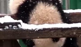 探探小熊吃瓜,探探小熊的瓜田奇遇记