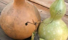 早上吃葫芦瓜,开启健康活力新一天