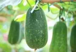 吃瓜解暑搞笑,解暑搞笑两不误