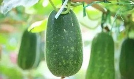 吃瓜解暑搞笑,解暑搞笑两不误