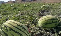 吃石头瓜的视频播放,视频播放揭示独特风味之谜