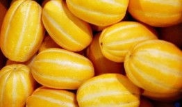 穿越吃瓜多木,多木世界的奇幻冒险