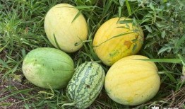 上太空吃瓜,揭秘宇航员太空吃瓜趣事