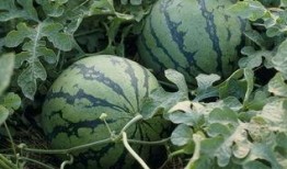 清代吃瓜,宫廷美食文化的瑰宝