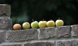 文理吃瓜墙,校园热点事件背后的真相与笑料