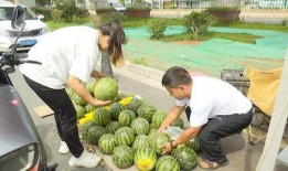 关于吃瓜的行情,揭秘吃瓜行情背后的秘密