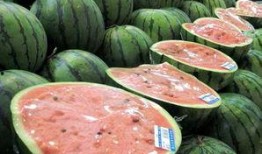 芒市吃瓜原视频,一场视觉盛宴的美食之旅