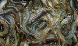 吃泥鳅和白瓜,健康美味两不误