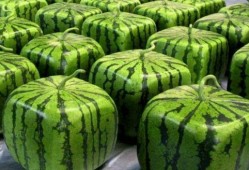 怎么判断吃瓜吃全