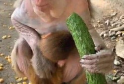 猴子吃瓜吗,揭秘猴子的饮食习惯与瓜类美食