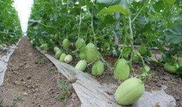 六郎吃瓜,揭秘娱乐圈背后的那些事儿