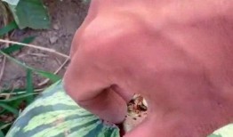 吃瓜出事抓谁,揭秘“吃瓜出事”背后的责任归属