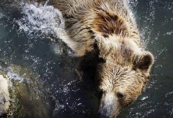 女猩猩吃瓜,一场热带雨林的甜蜜盛宴