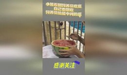 探探小熊吃瓜,探探小熊的瓜田奇遇记