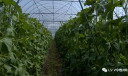 西昌西部吃瓜,瓜果飘香，品味田园生活