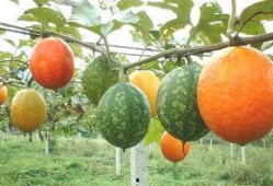 吊瓜树的瓜可以吃吗