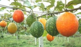 吊瓜树的瓜可以吃吗