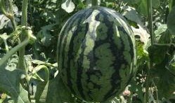 榆林老孟吃瓜,揭秘民间吃瓜文化的魅力与传承