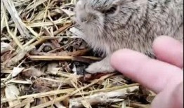 兔宝宝吃瓜视频,萌宠趣味瞬间，萌化你的心