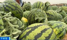 关于吃瓜的行情,揭秘吃瓜行情背后的秘密