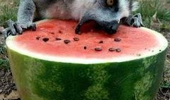 猹吃瓜图片,一场视觉盛宴