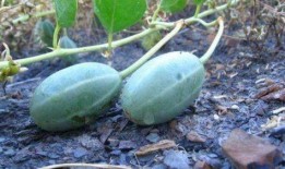 吊瓜树的瓜可以吃吗