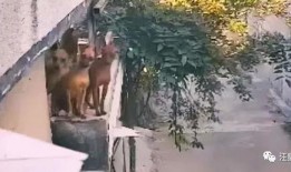 文理吃瓜墙,校园热点事件背后的真相与笑料