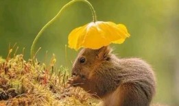 松鼠吃瓜原神图片,萌宠与奇幻世界的甜蜜邂逅