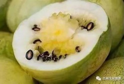 白籽瓜可以吃吗,美味可口的健康之选，食用指南解析