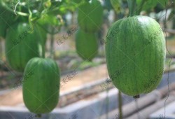 短瓜吃洁,探寻美食与健康的完美融合