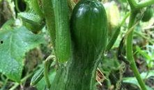 鸡吃瓜图片大全图片,萌宠美食瞬间大盘点