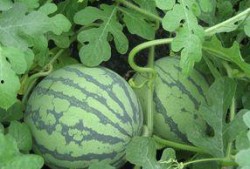 怀孕可以吃瓜榴吗,孕妇可以吃瓜榴吗？