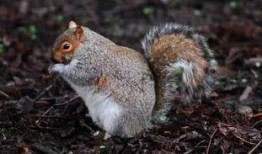 松鼠吃瓜原神图片,萌宠与奇幻世界的甜蜜邂逅