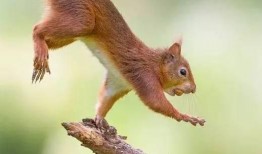 松鼠吃瓜原神图片,萌宠与奇幻世界的甜蜜邂逅