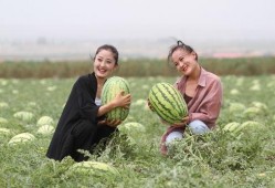 吃石头瓜的视频播放,视频播放揭示独特风味之谜