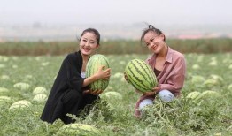 吃石头瓜的视频播放,视频播放揭示独特风味之谜