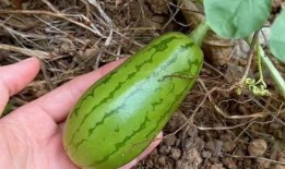 芒市吃瓜原视频,一场视觉盛宴的美食之旅