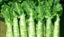 莴笋能与蒲瓜一起吃吗,莴笋与蒲瓜的搭配食用指南