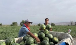 吃瓜吊死,揭秘“吃瓜吊死”背后的惊人真相