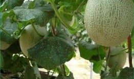 吃哈密瓜会长胖胖吗,吃哈密瓜真的会长胖吗？